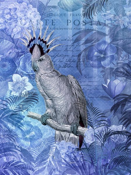 Kakadu Nostalgie von Andrea Haase