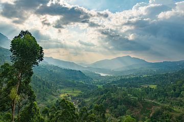Theeplantages Sri Lanka van Lex van Doorn