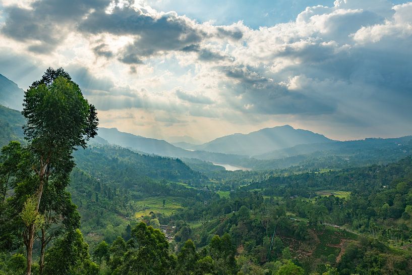 Teeplantagen Sri Lanka von Lex van Doorn