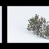 Winter Wonderland in Yellowstone by Andius Teijgeler