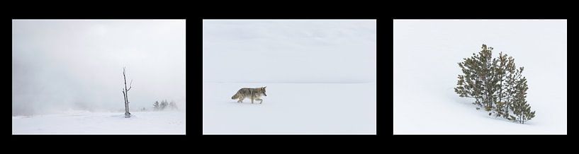 Winter Wonderland in Yellowstone by Andius Teijgeler