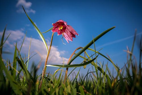 Dancing wild flower (lapwing flower) in the high grassland against a blue cloudy sky