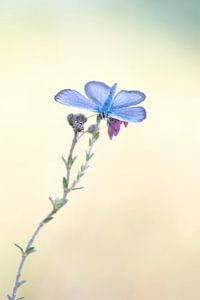 Vlinder, heideblauwtje. van Francis Dost