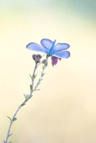 Vlinder, heideblauwtje.