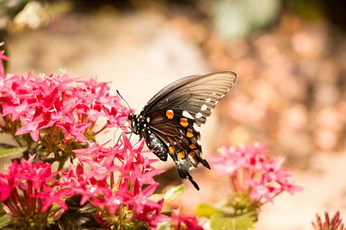 Butterfly on a flower