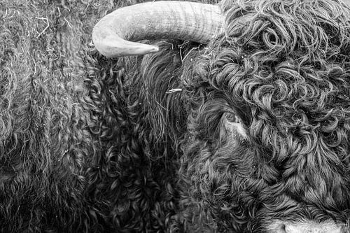Le Highlander