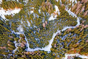 Baum - Kronen - Muster im Schnee
