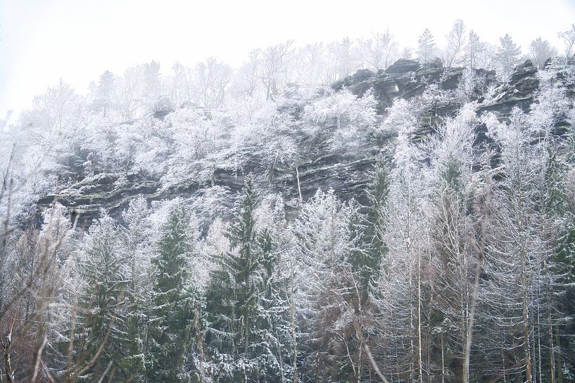 Zschirnstein met besneeuwde bomen en mist op de top van Martin Köbsch