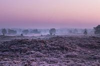 Sunrise heathland Aekingerzand