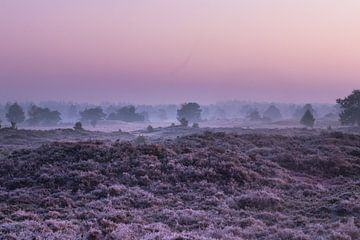Sunrise heathland Aekingerzand by P Kuipers