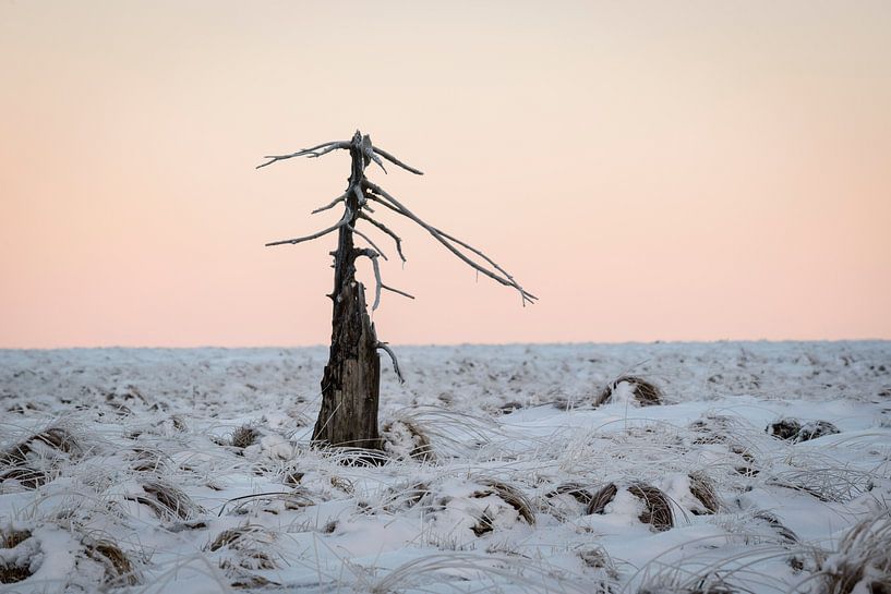 Verbrande boom in sneeuwlandschap bij zonsopkomst von Michel Lucas