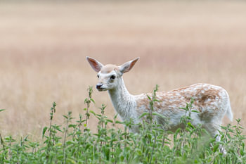 Young fallow deer