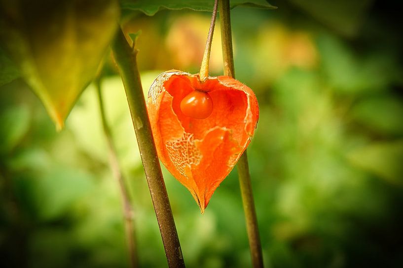 Physalis plants with fruits by Martin Köbsch