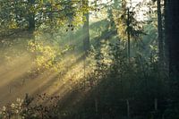 Sonnenaufgang Herbst Wald Planken Wambuis.