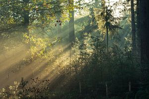 Zonsopkomt herfstbos Planken Wambuis. van René Jonkhout