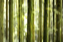 dans la forêt sur fantasina