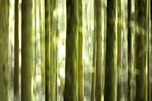 im wald