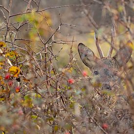 Roebuck hiding behind the vegetation by Bas Ronteltap
