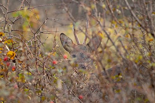 Roebuck hiding behind the vegetation