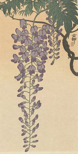 Ohara Koson - Flowering wisteria (edited)
