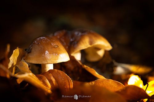 verscholen kabouterhuisjes