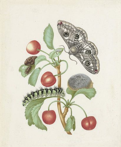 Gedaanteverwisseling van de nachtpauwoog, Maria Sibylla Merian