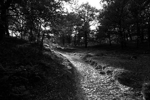 Stream of light van Wytze Plantenga