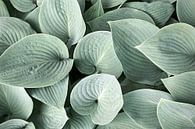 Hosta leaves by Harry Wedzinga thumbnail