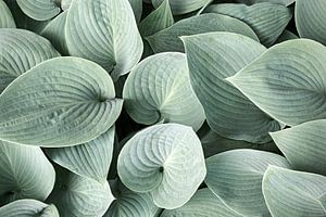 Feuilles d'hosta