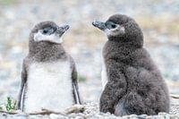 Zwei junge Pinguine