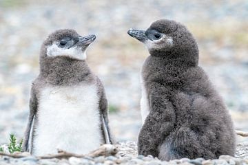 Deux jeunes pingouins sur RobJansenphotography