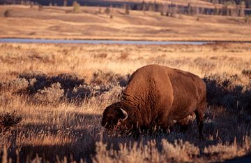 Grazende buffels in Yellowstone Park, VS van Gerwin Schadl