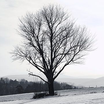 Baum in Winterlandschaft von WittholmPhotography
