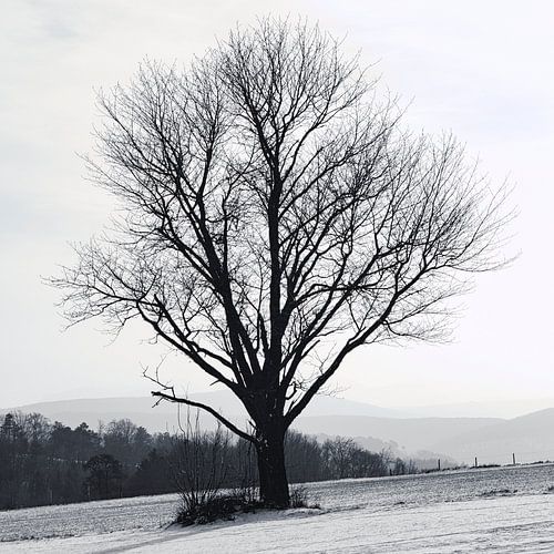 Tree in winter landscape