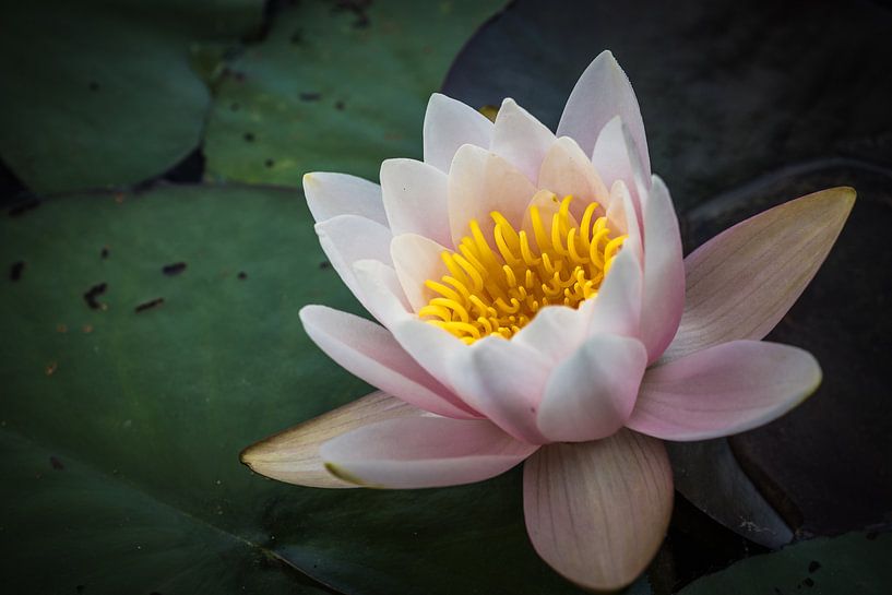 Seerose von Jürgen Schmittdiel Photography