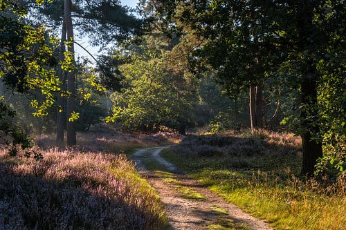 Sunlit Heather Path