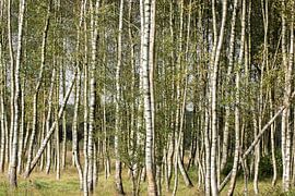 Birkenwald, Baumstämme, Birkenstamm, Wald von M. B. fotografie