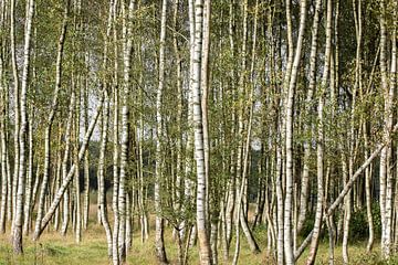 birch forest, logs, birch trunk. forest by M. B. fotografie