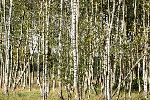 berkenbos, stammen, berkenstam. bos