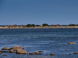 cows on a dyke by Geertjan Plooijer