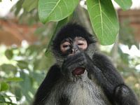 Aap eet fruit uit boom