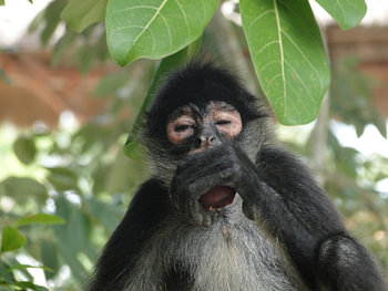 Aap eet fruit uit boom