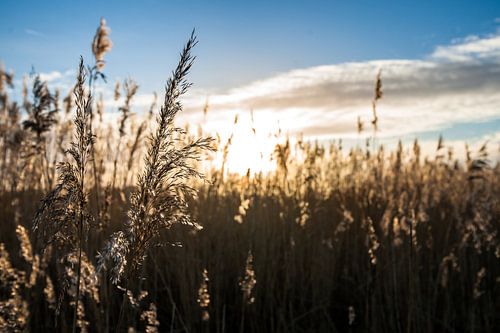 Wuivende rietpluimen in het avondlicht
