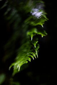 Whispers in Focus