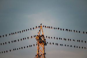 Roeken verzamelen zich op de hoogspanningsmast