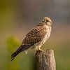 A curious European Kestrel! van Robert Kok