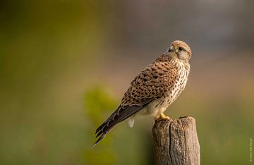 Ein neugieriger Turmfalke! von Robert Kok