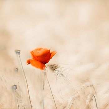 Mohn auf dem Feld, Mohn