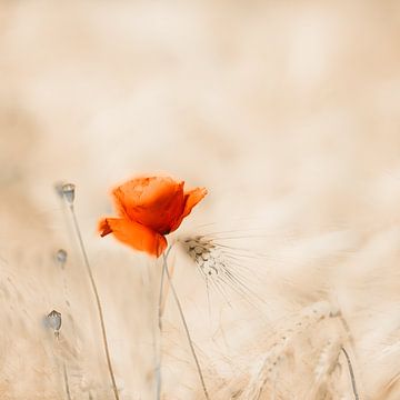 Klaproos in 't veld, papaver van Ingrid Van Damme fotografie