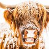 Porträt eines schottischen Hochländers im Winter im Schnee von Sjoerd van der Wal